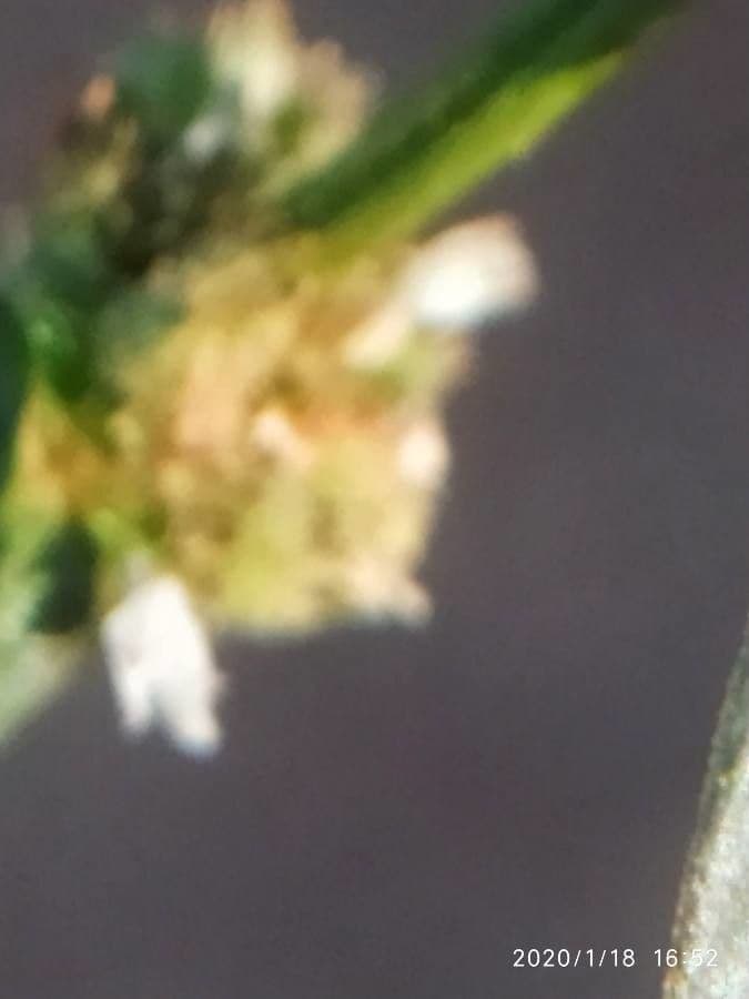 Spermacoce ocymifolia 5