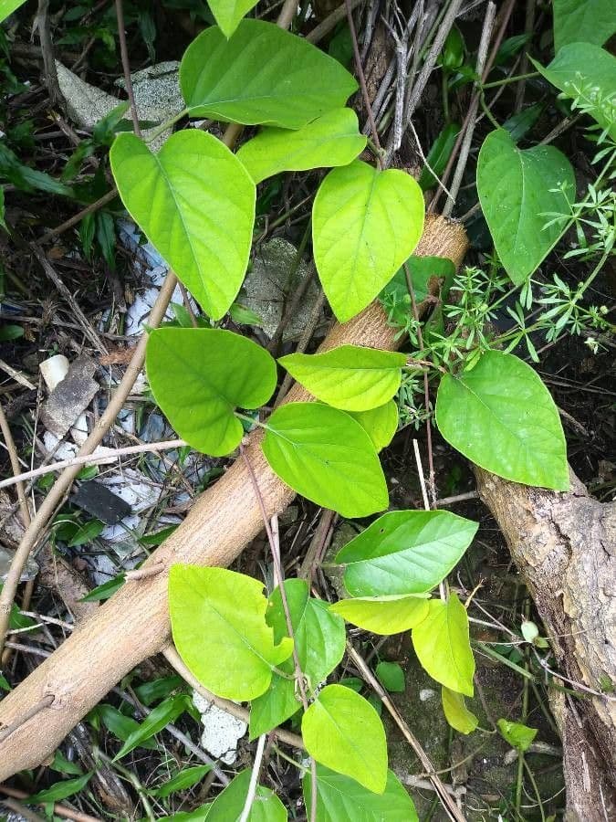 Stigmaphyllon 12