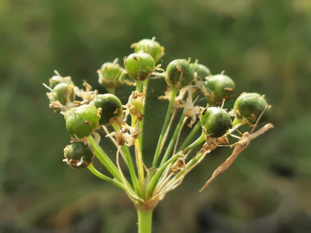 Aglio odoroso