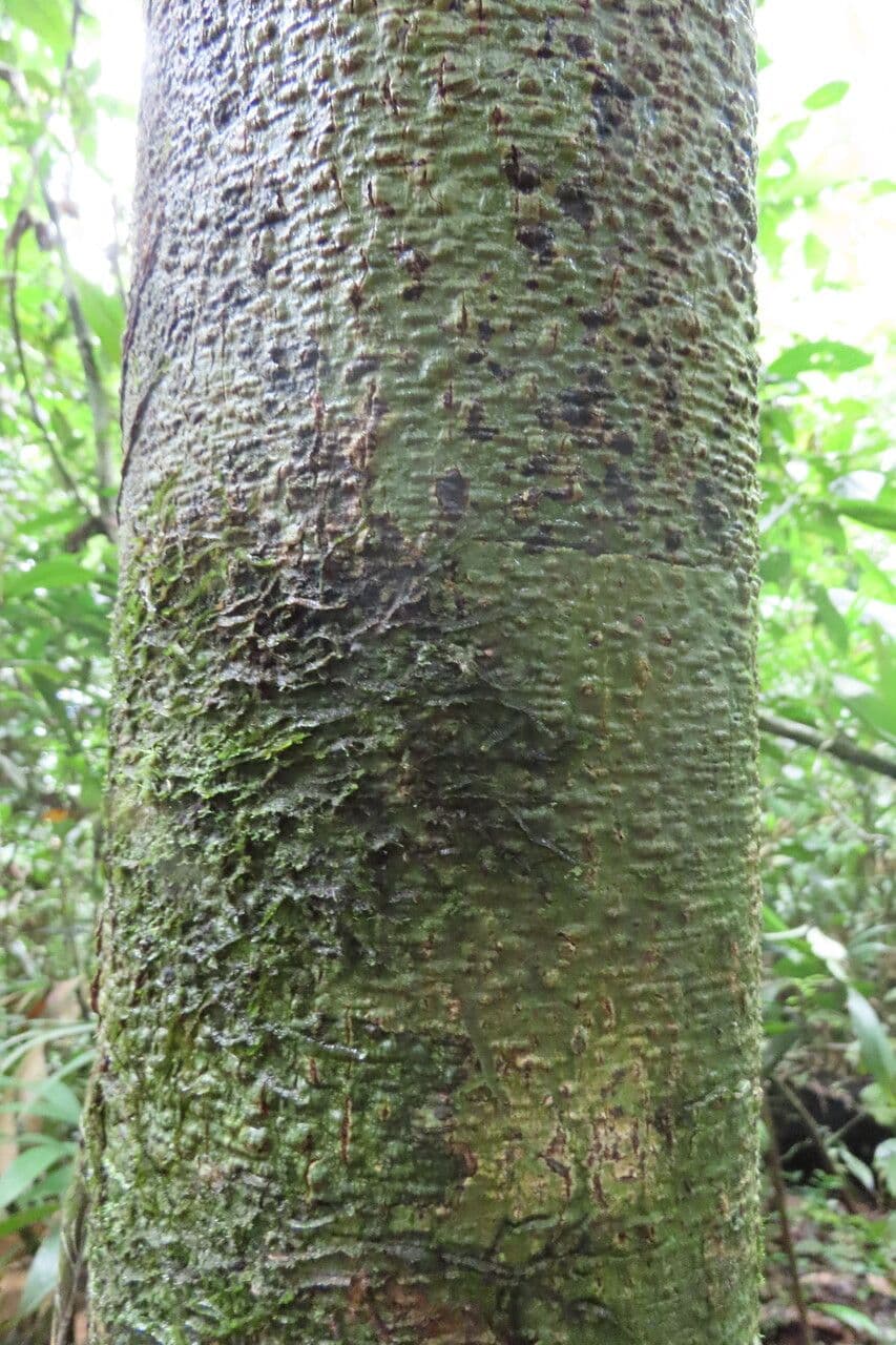 Dickblättrige Anaxagorea 13