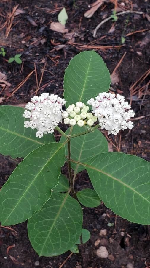 Asclepias variegata 6
