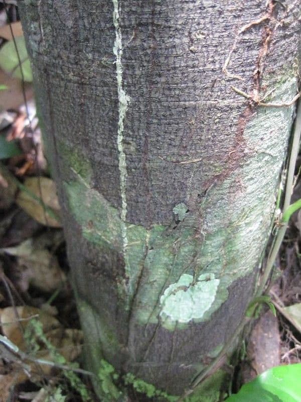 Ambelania acida 5