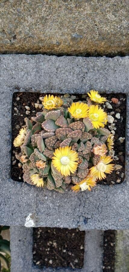 Titanopsis 2