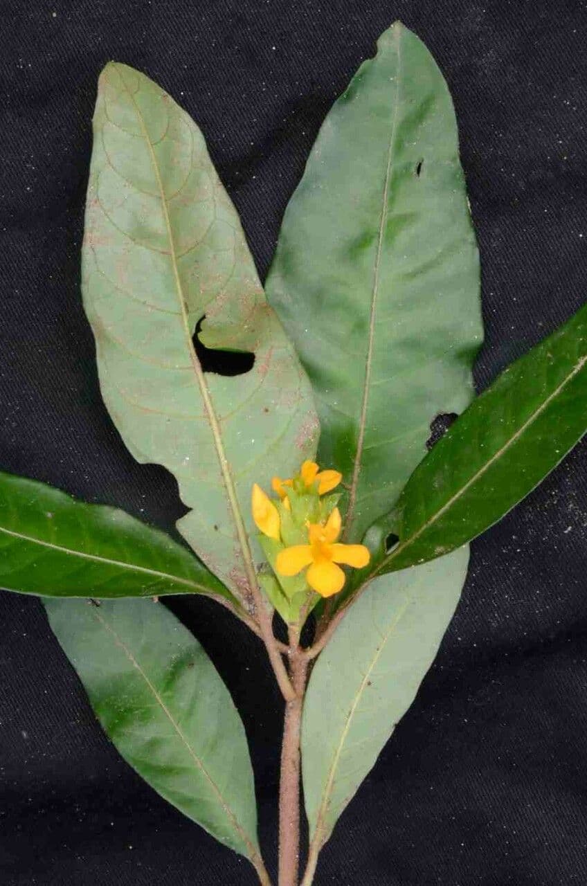 Aphelandra 7