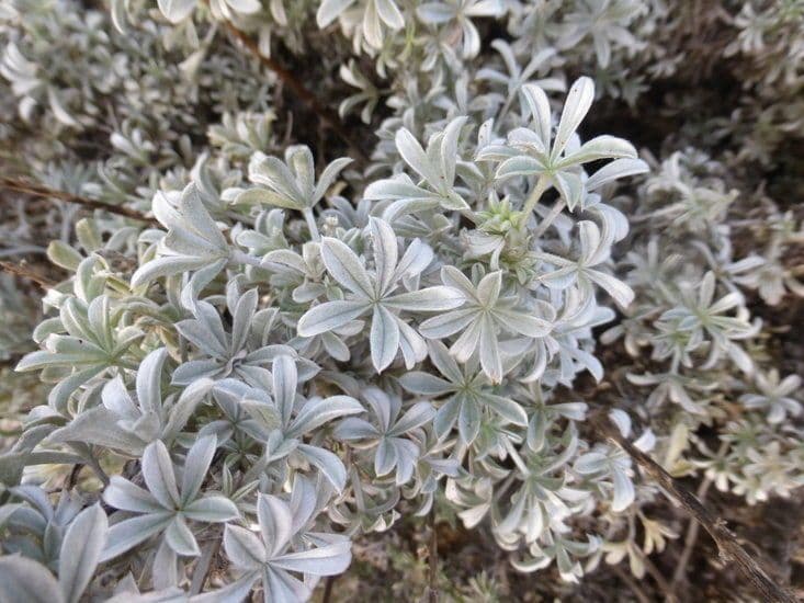 Chamisso-Lupine 4