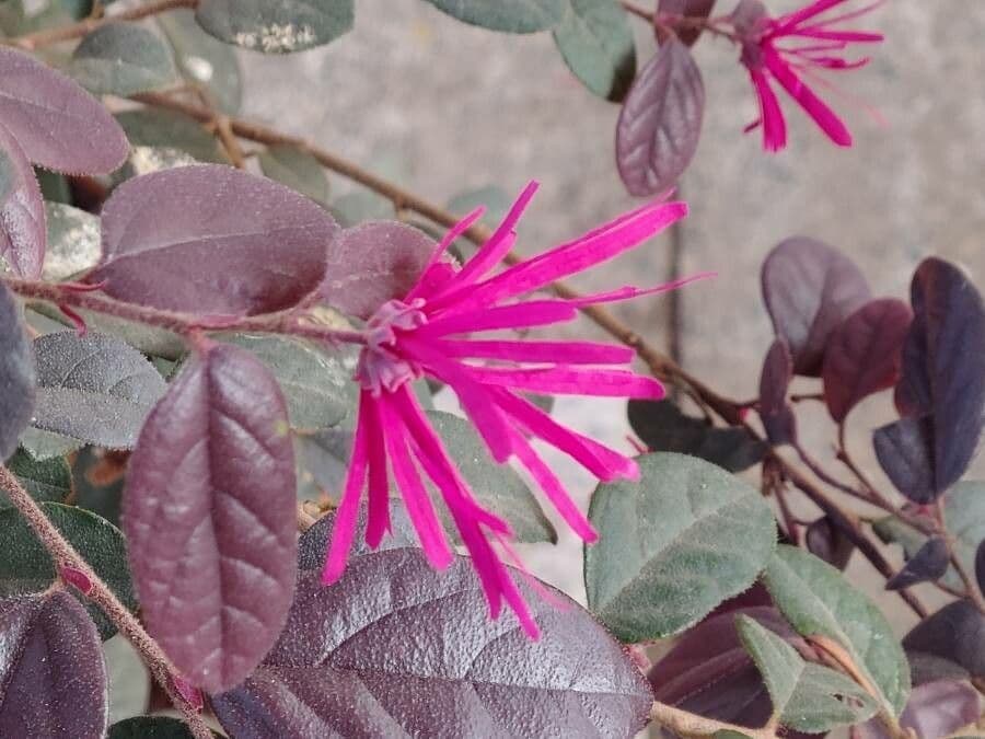 Loropetalum cinese 8