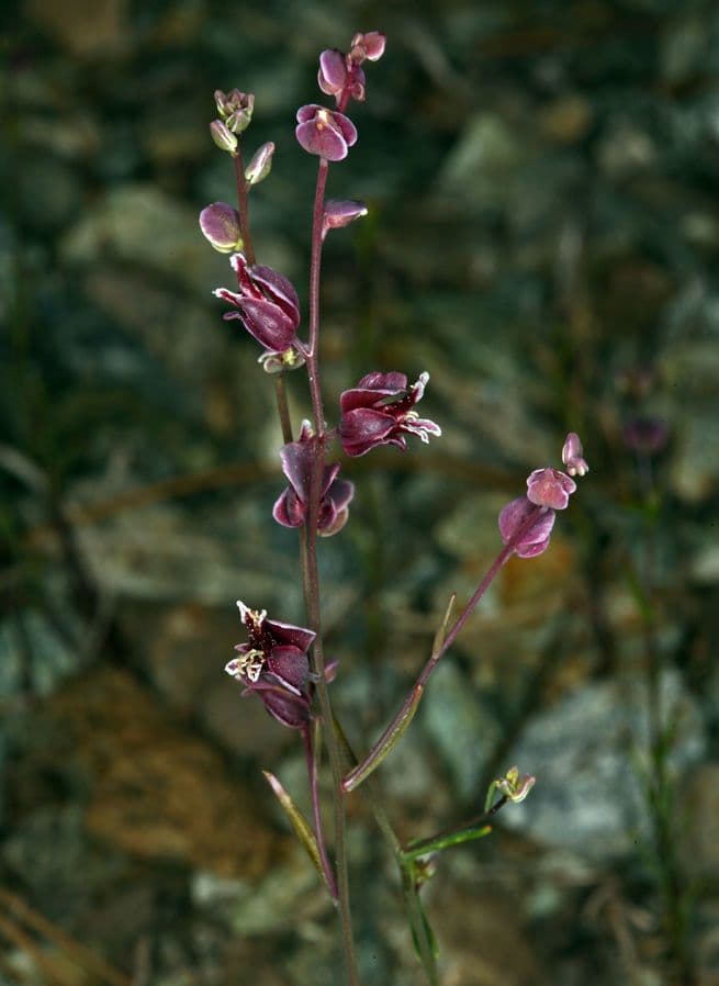 Streptanthus polygale 9