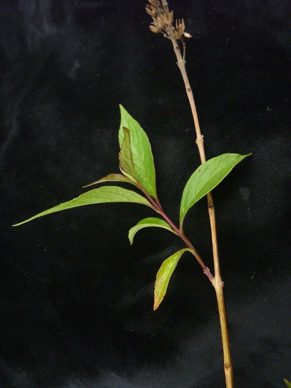 Pseudocaryopteris