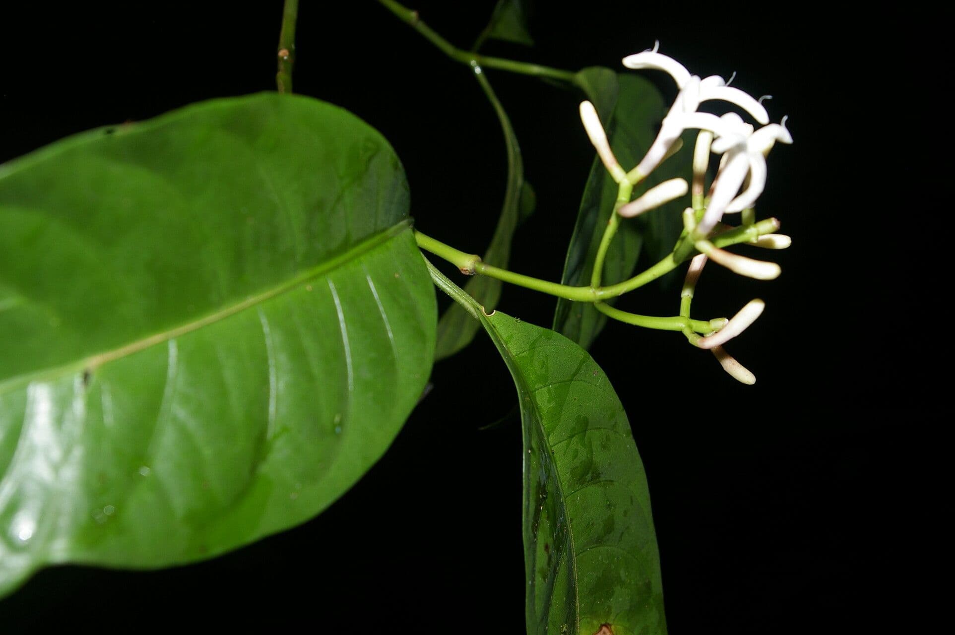 Palicourea 5