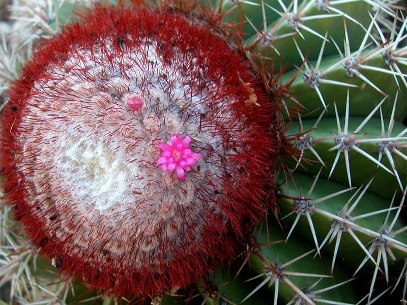 Melocactus 6
