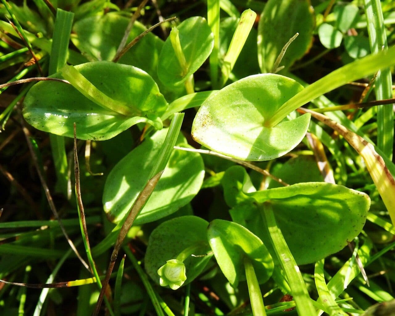 Parnassia 16