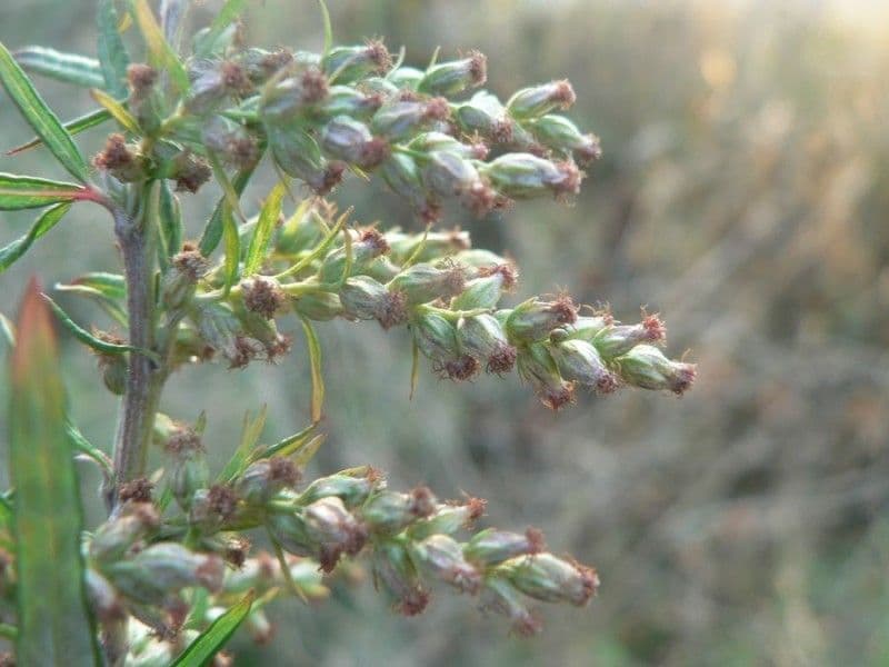 Bylica Verlota 5