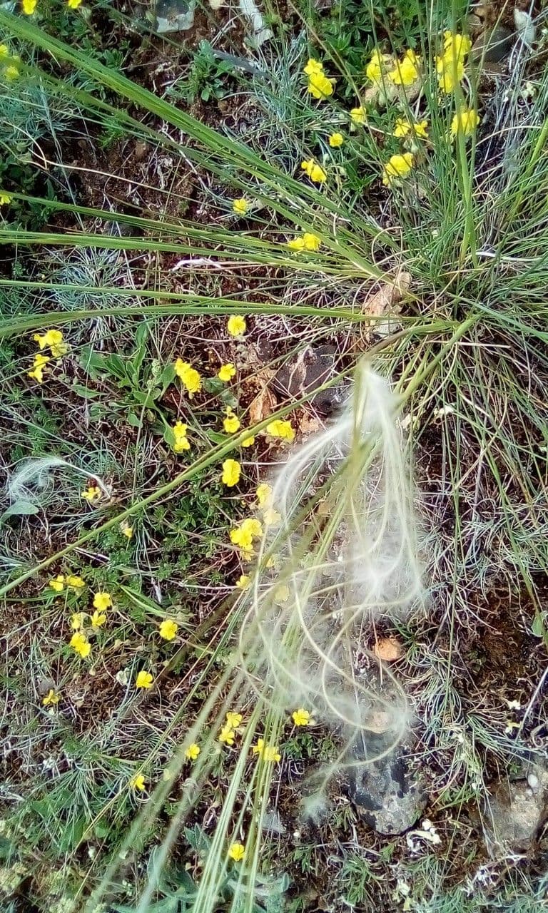 Estipa 30