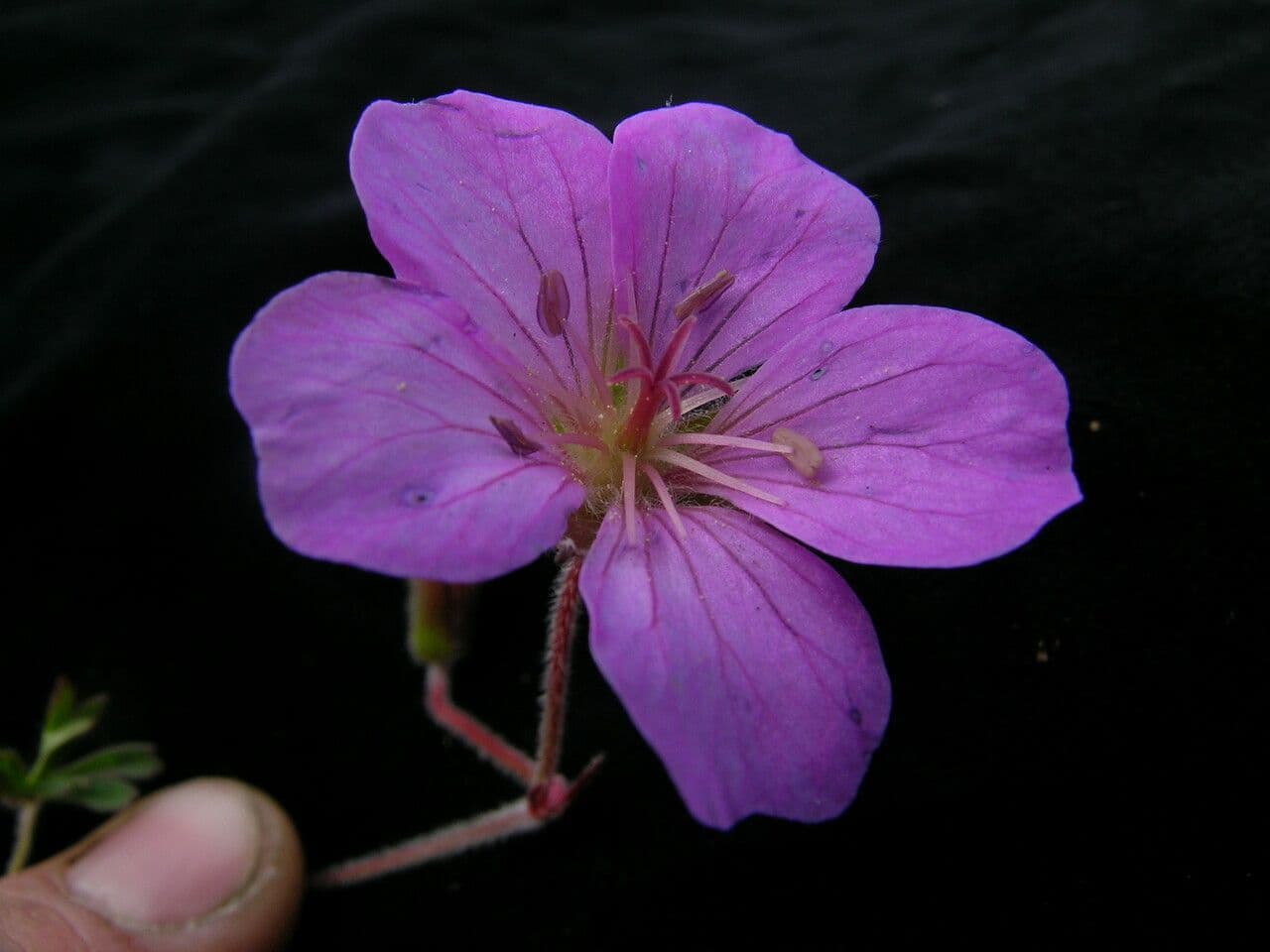 Geránium 4
