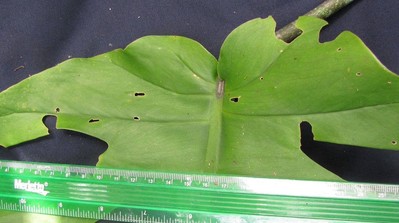 Monstera 3