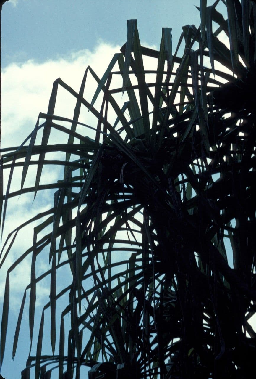 Pandanus 8