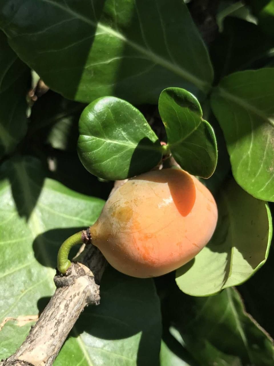 Garcinia livingstonei