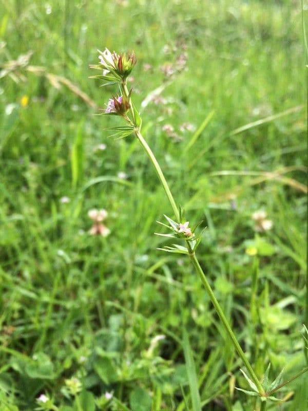 Asperula a sei foglie 3