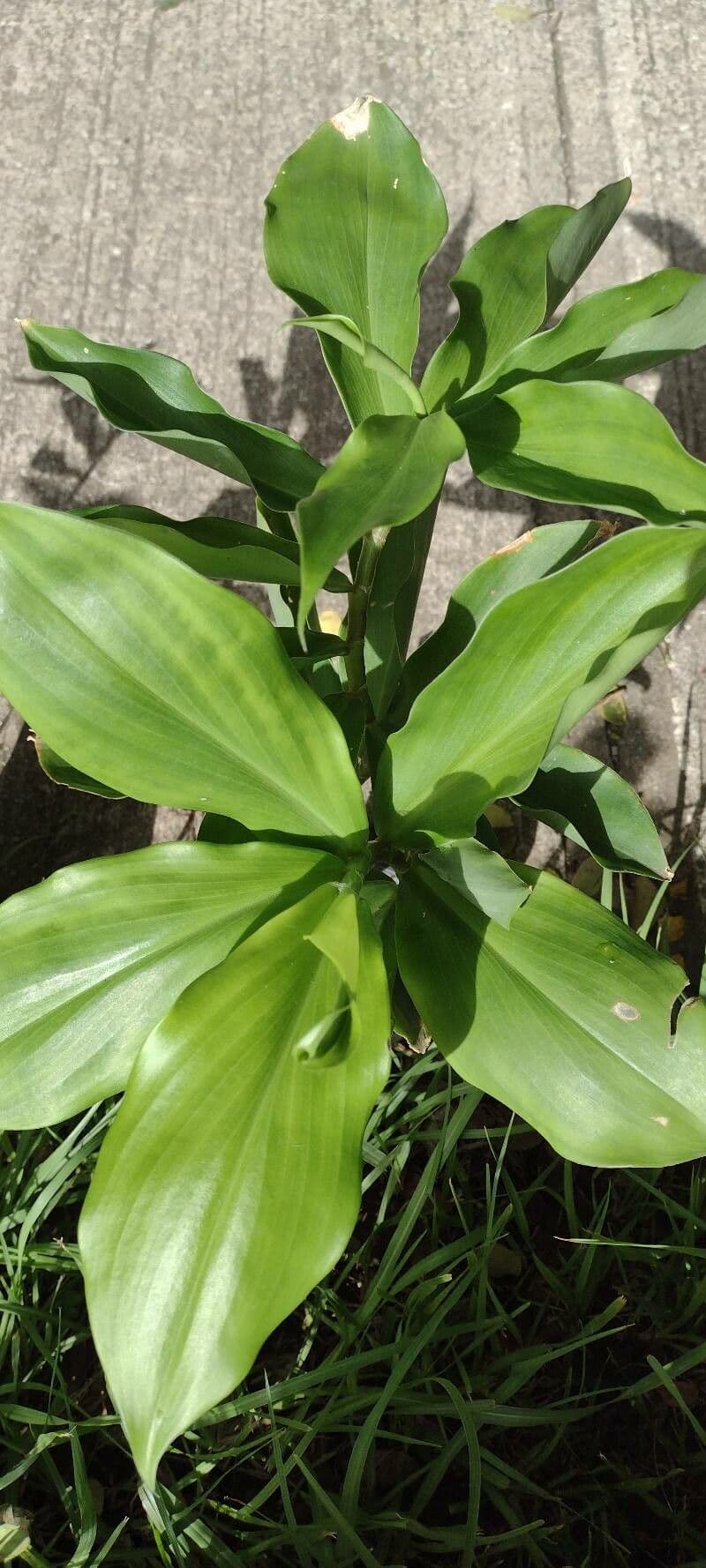 Chamaecostus 9