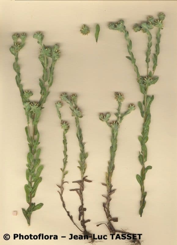 Filago lutea 9