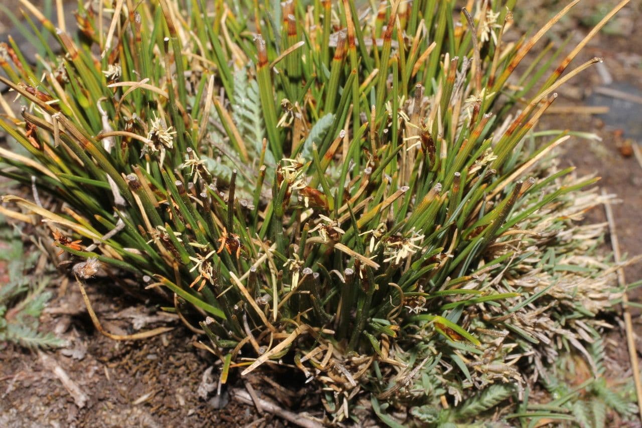 Trichophorum 4