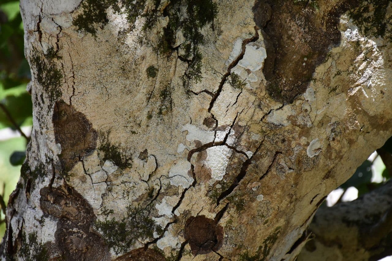 Homalium integrifolium 3