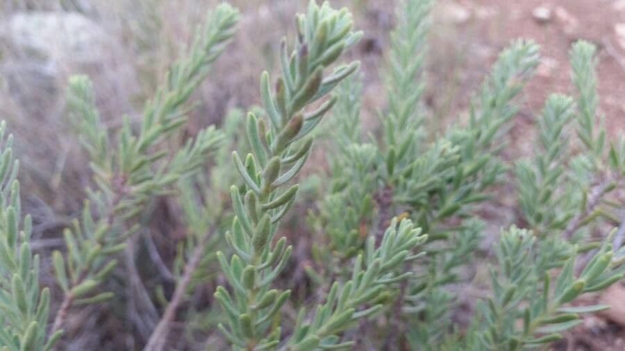 Daphne tinctoria 14