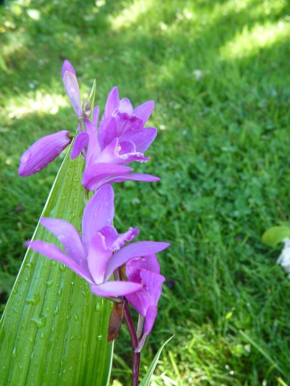 Bletilla striata 19