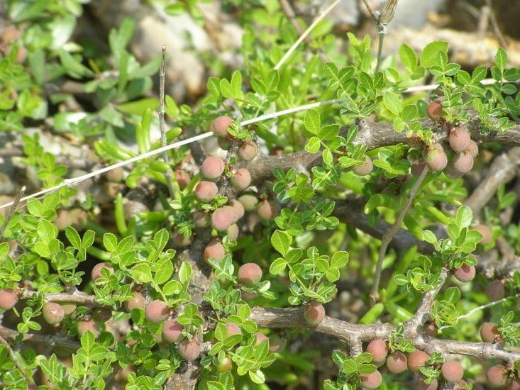 Bursera profumata 2