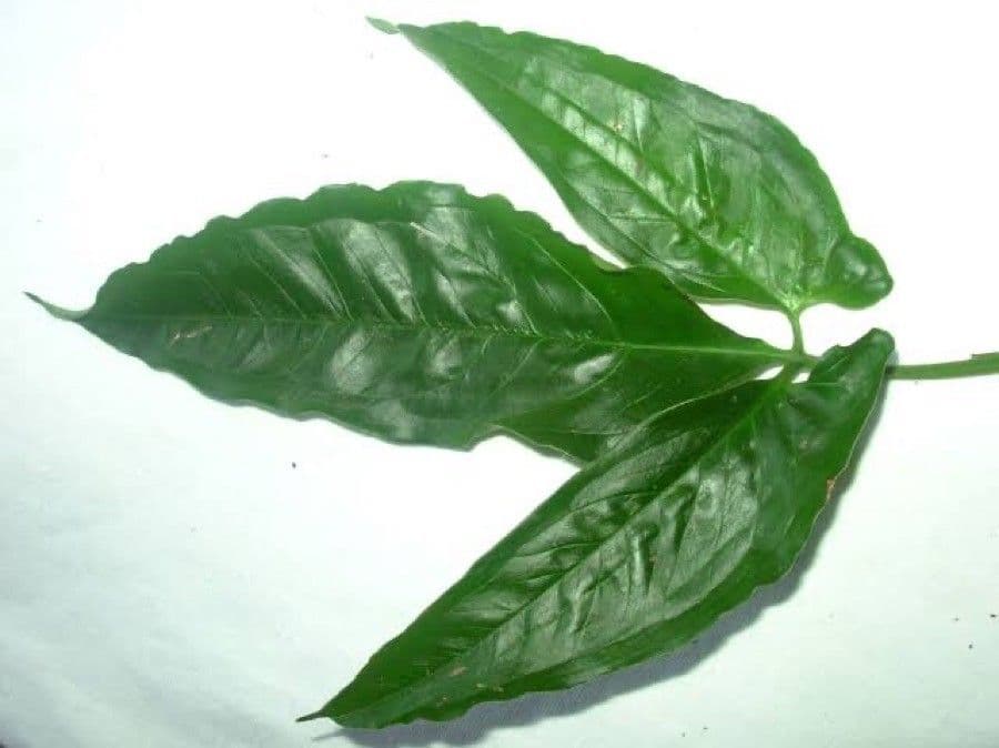Syngonium 12