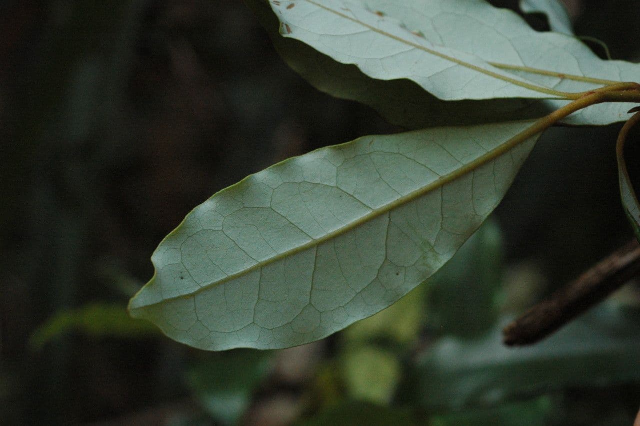 Cryptocarya 2