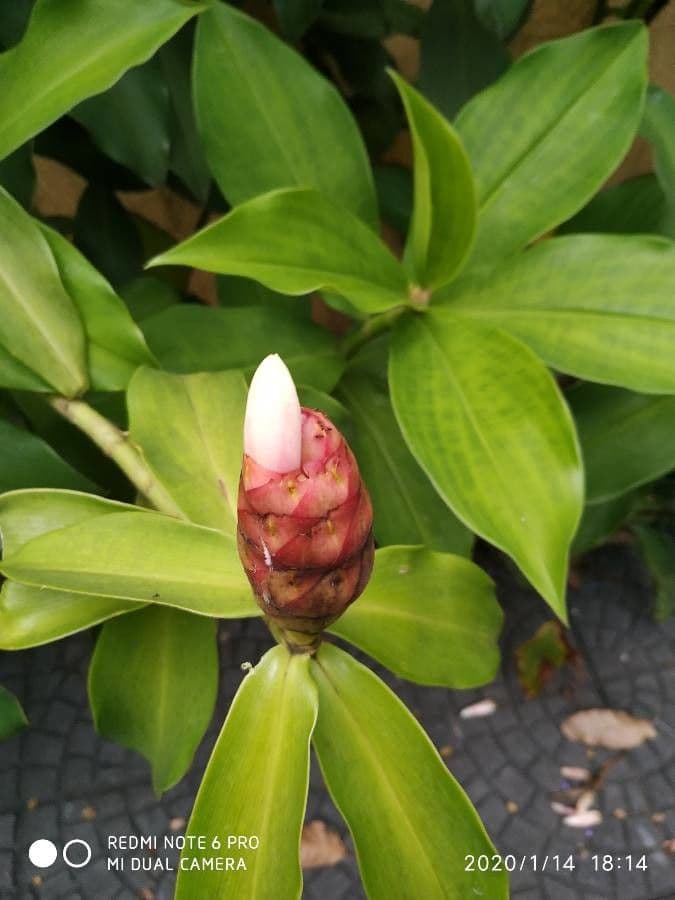 Costus spiralé 5