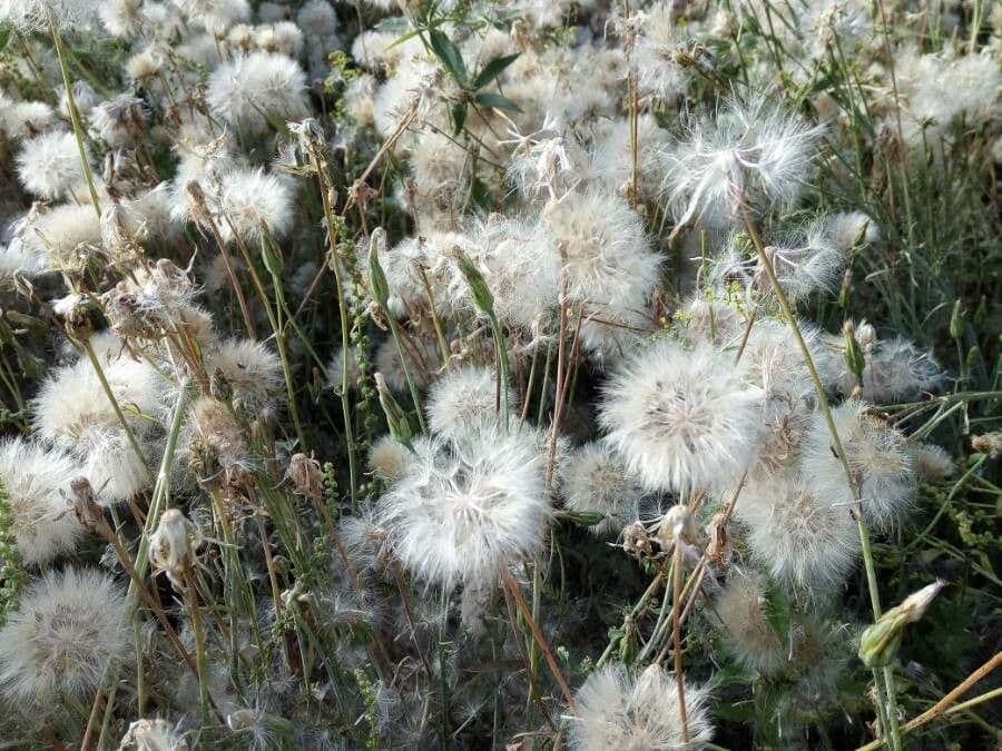 Säbel-Kratzdistel 2