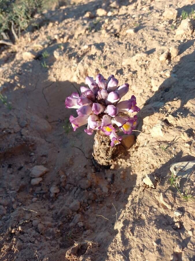 Cistanche 11