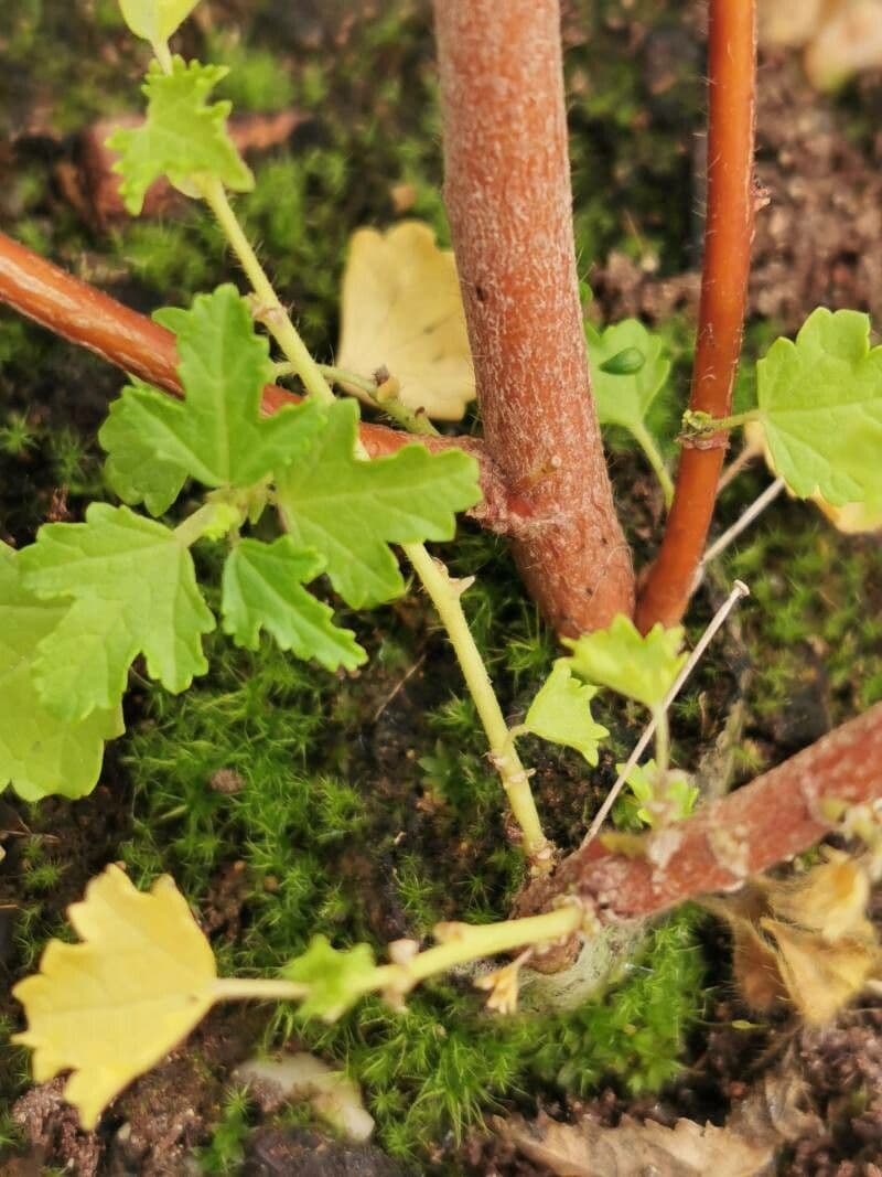 Anisodontea 14