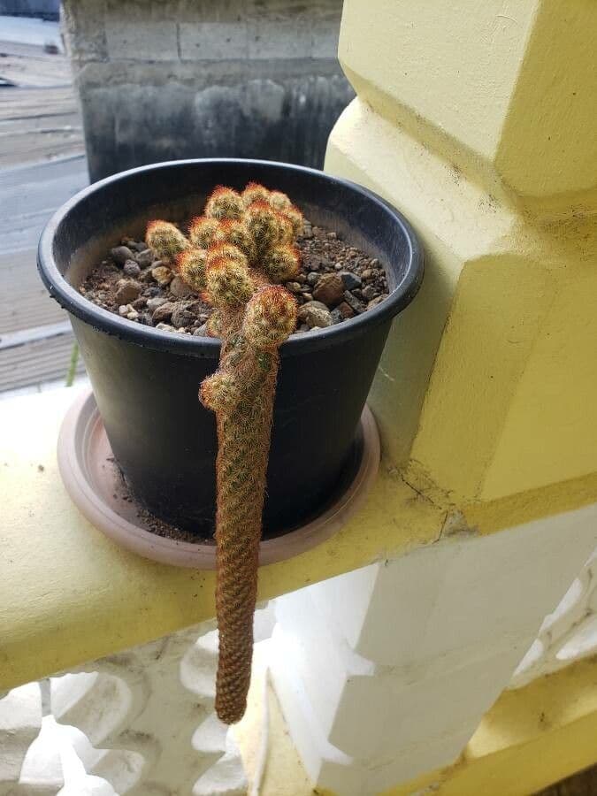 Cactus stella dorata 22
