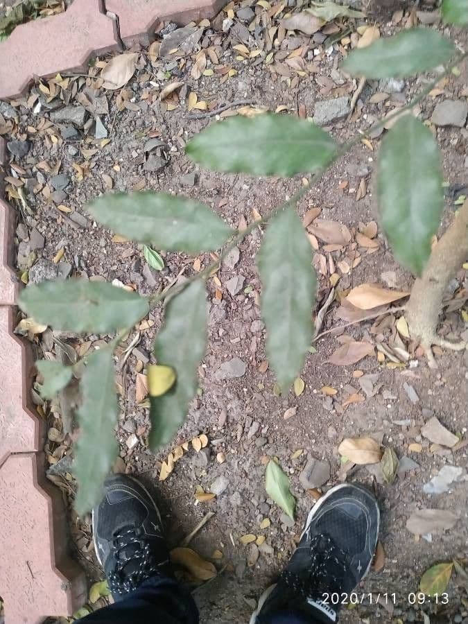 Putranjiva