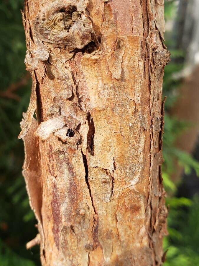 Podocarpus totara 13