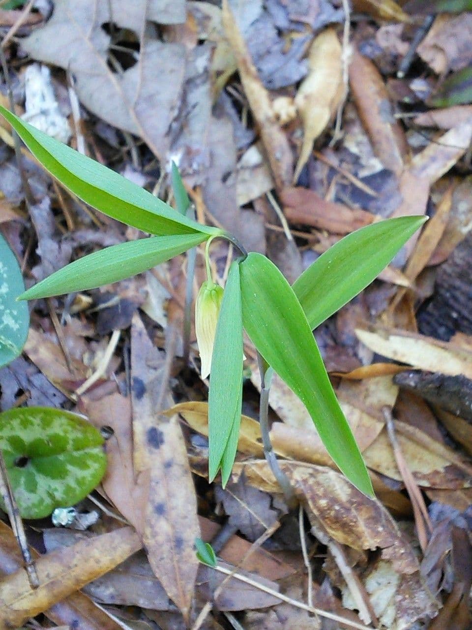 Uvularia sessilifolia 13