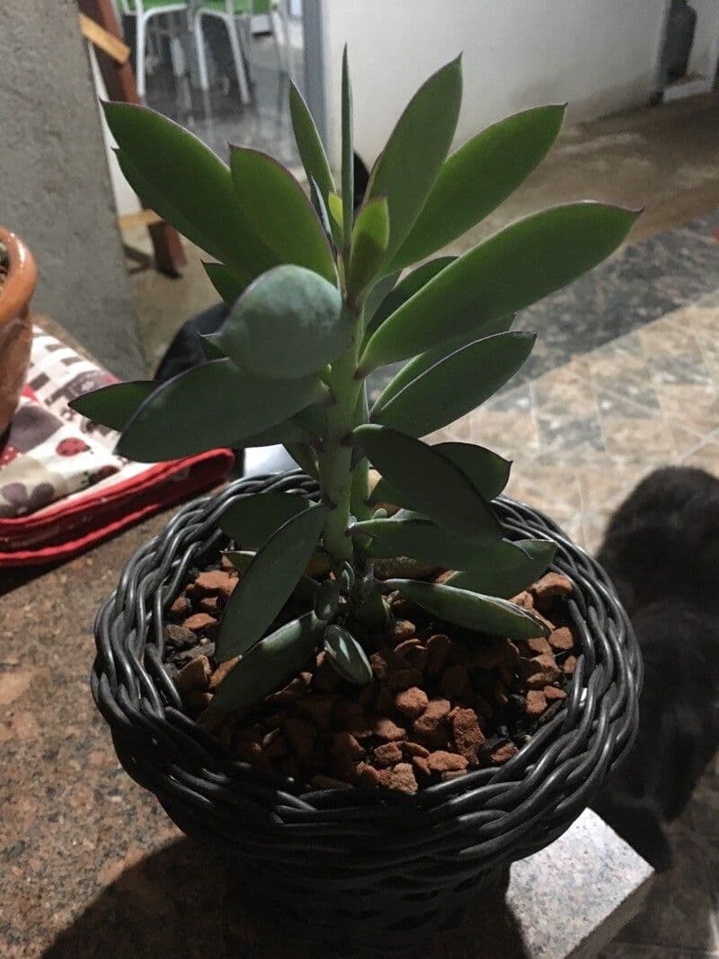 Senecio crassiflorus 3