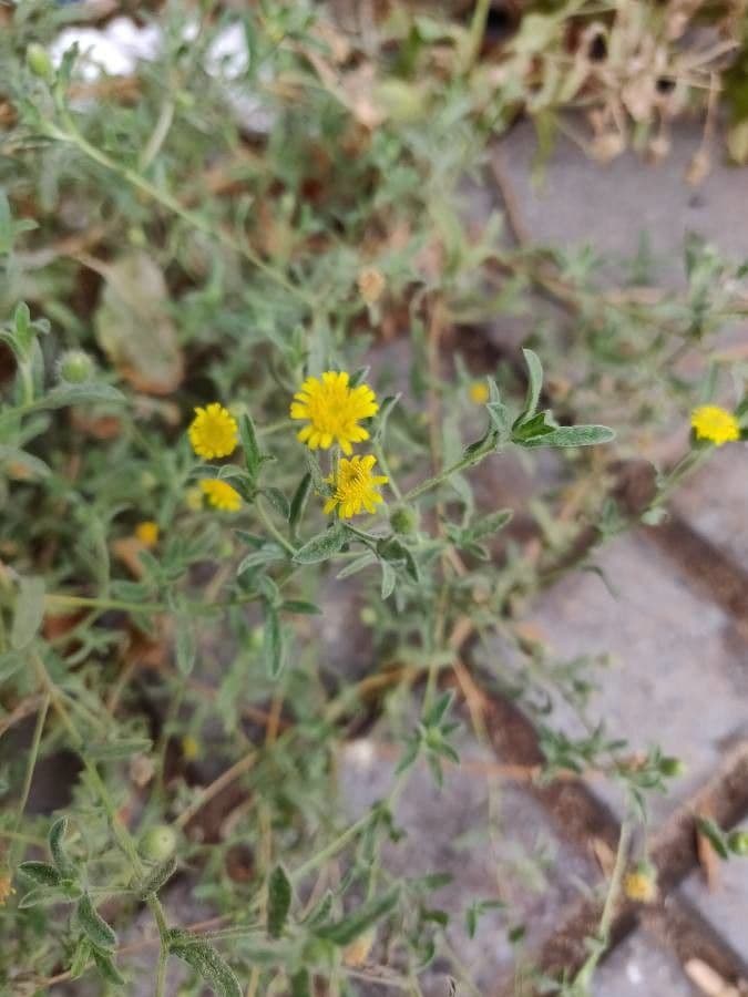 Pulicaria 19