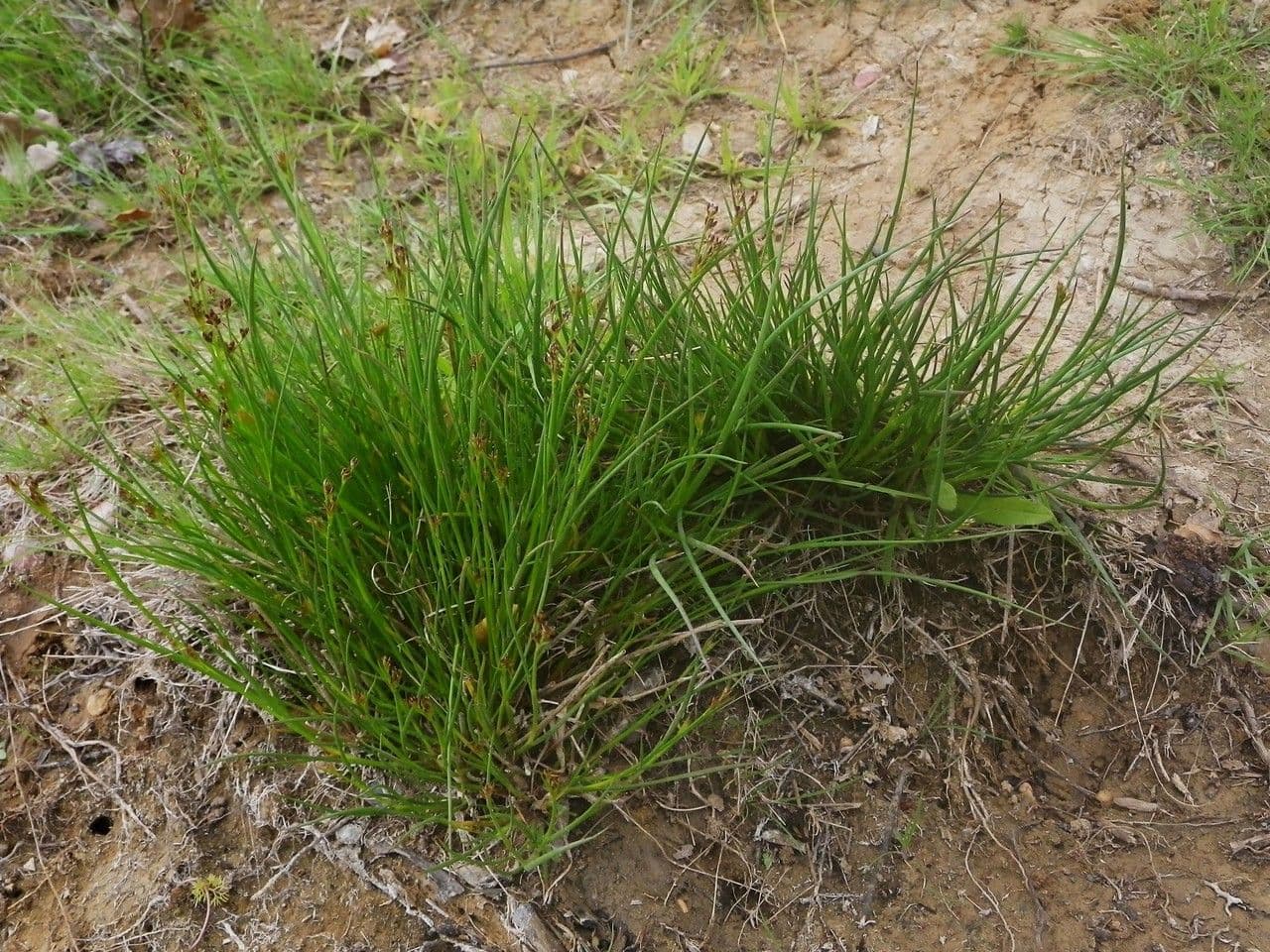 Juncus anceps 13