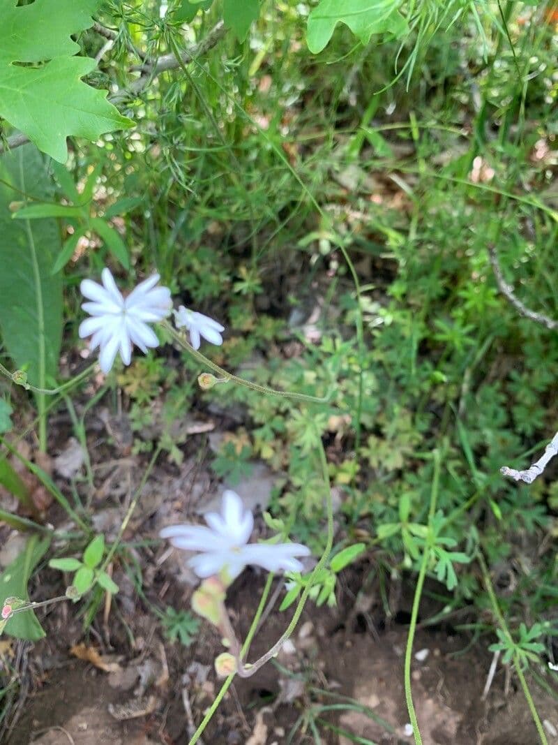 Lithophragma affine 12