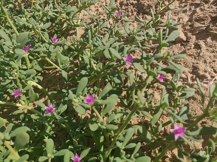 Portulaca occidentale 12
