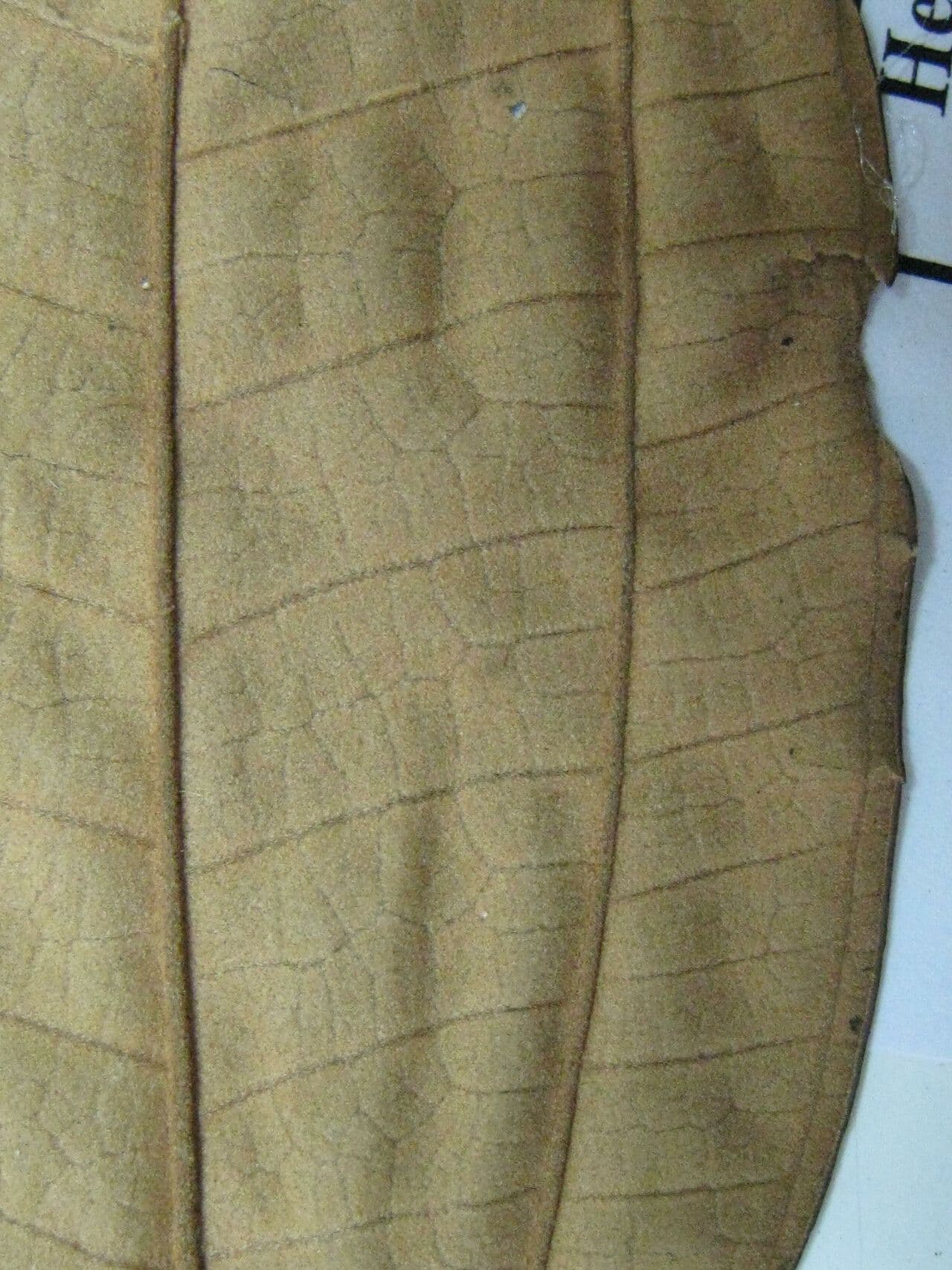 Mikonie 12