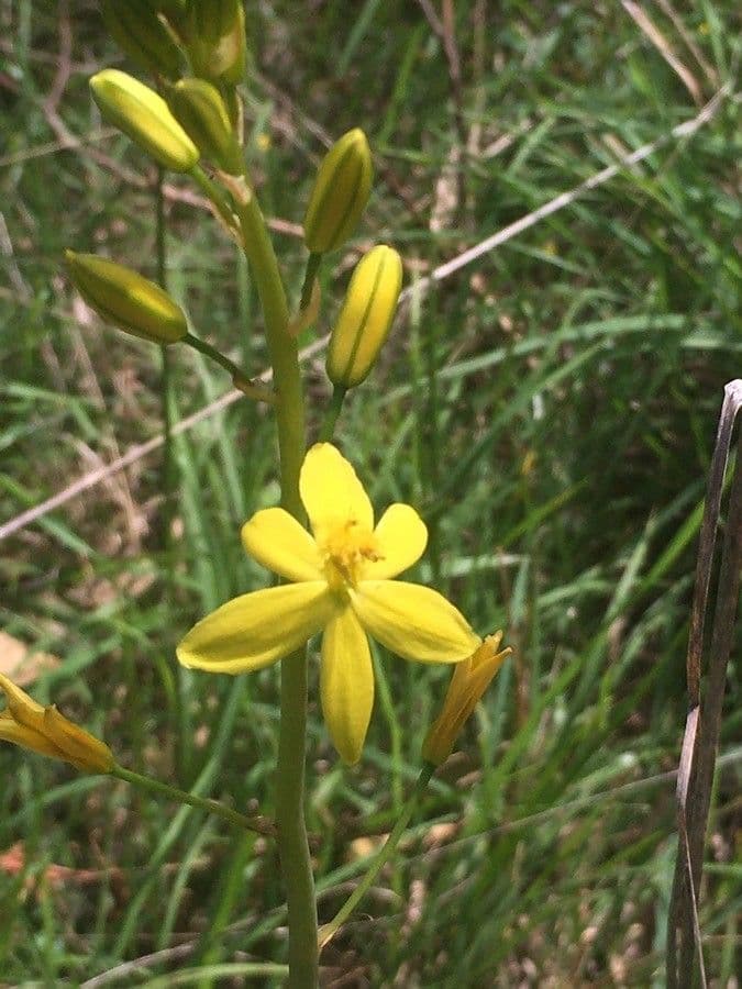 Bulbine bulbosa