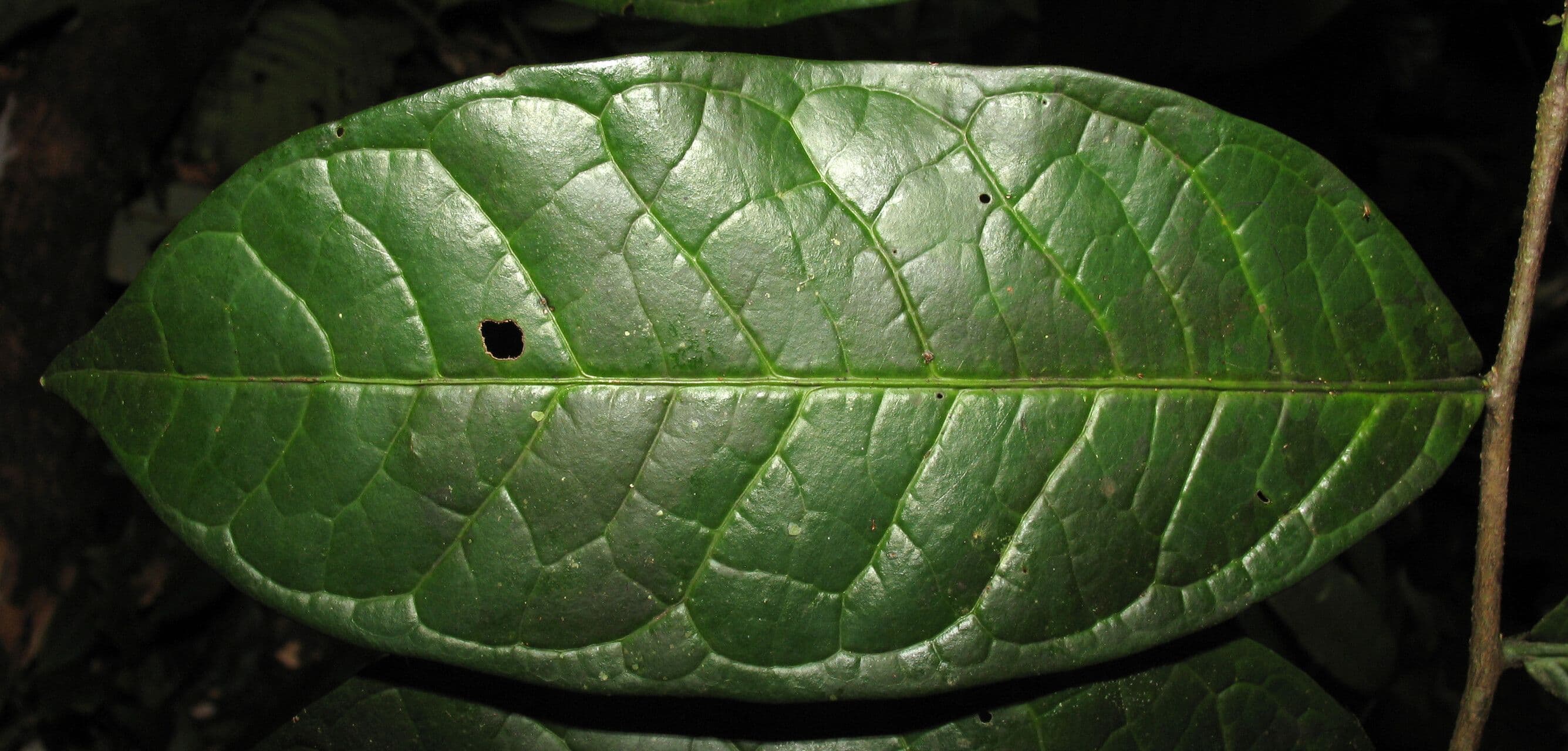 Cymbopetalum 6