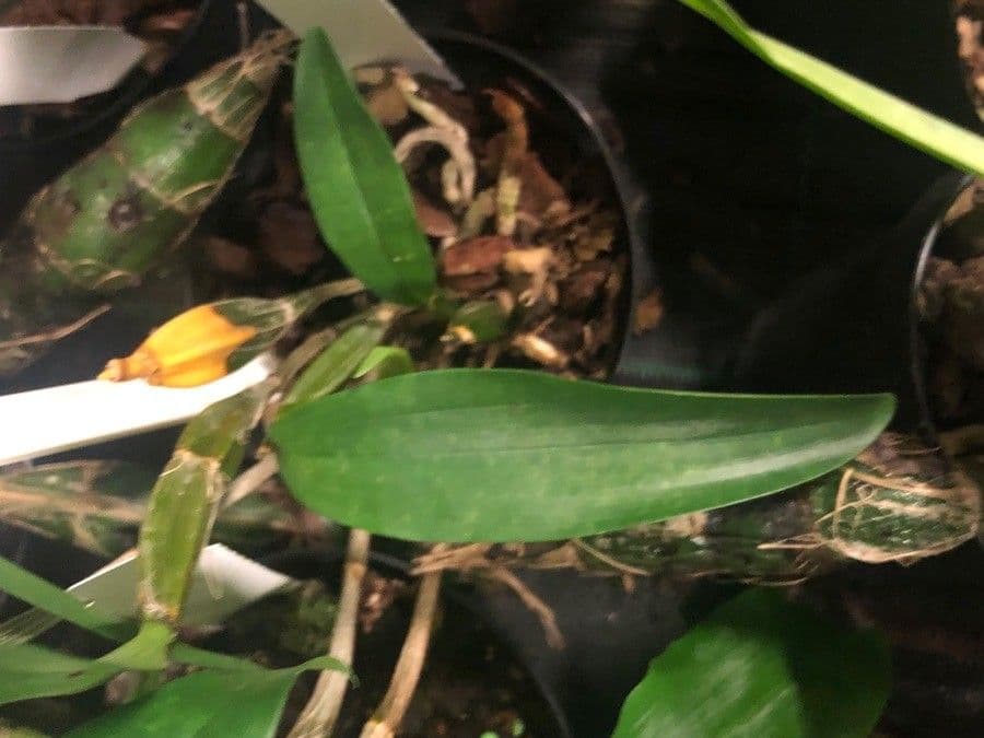 Dendrobium