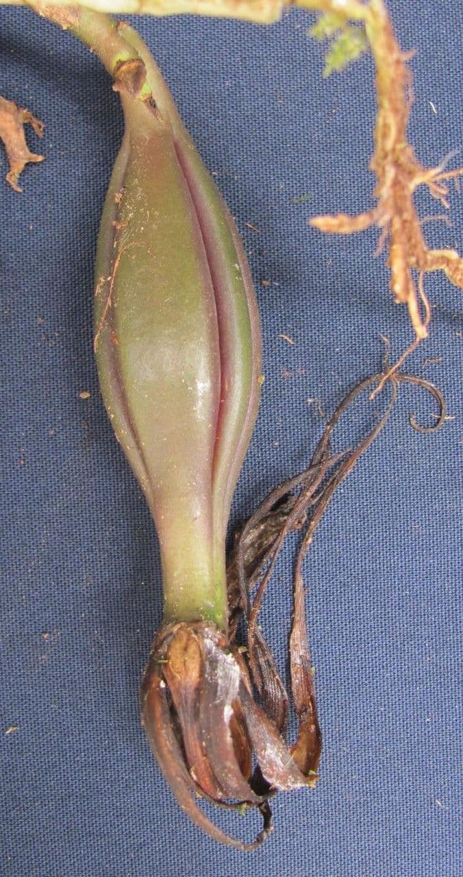 Brassavola 2