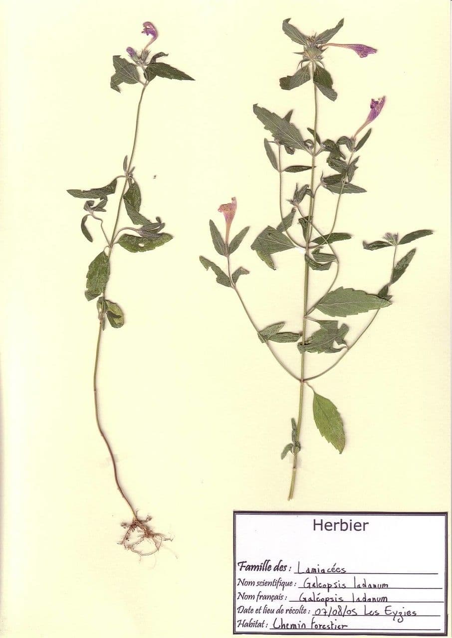 Acker-Hohlzahn 25